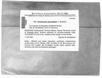 Uromyces pisi-sativi image
